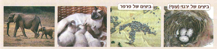 (בספר ארבע תמונות, היעזר במנחה)